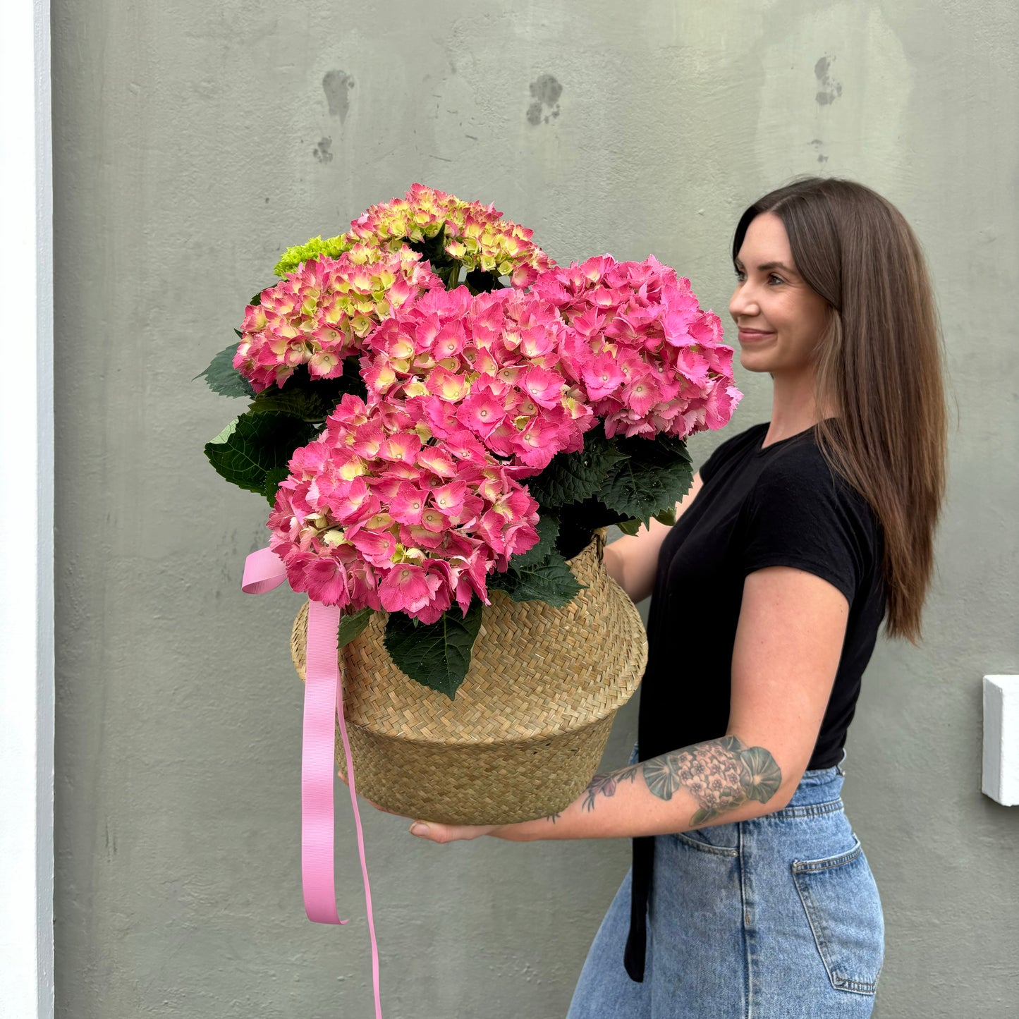 Divine Hydrangea Plant