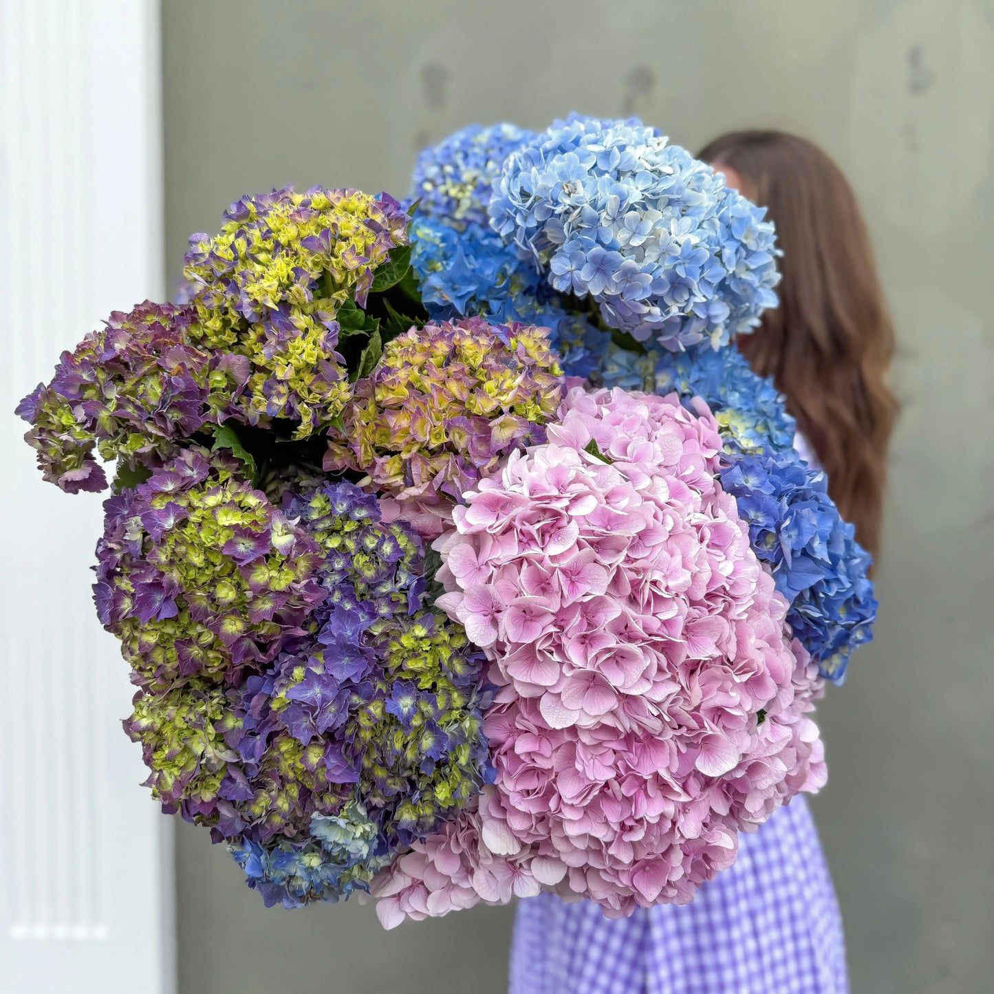 Hydrangea en Masse