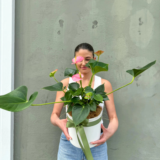 Anthurium Plant in Ceramic